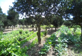 Giardino